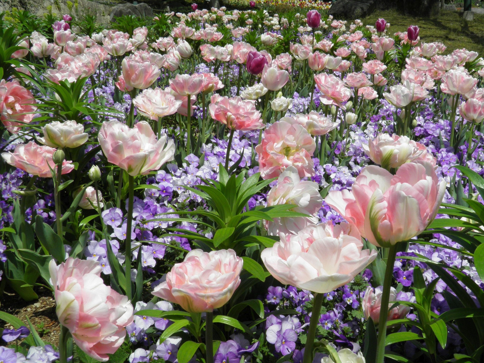 花 植物 チューリップ アンジェリケ 壁紙19x1440 壁紙館