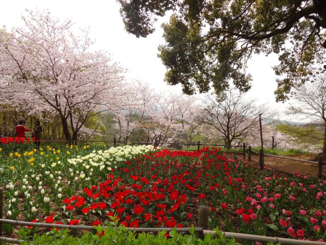 チュリプと桜