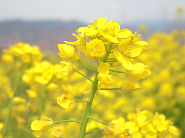 菜の花