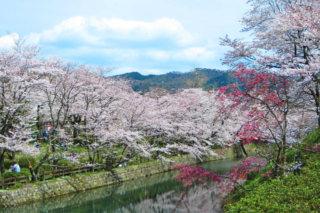 桜満開/鹿野城跡公園4