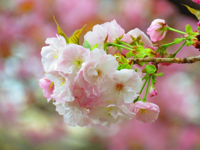造幣局今年の桜・牡丹