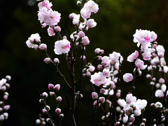 散歩道の花たち