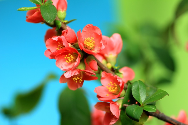 鉢植えの木瓜の花