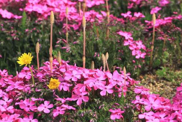 芝桜・ツクシ・たんぽぽ