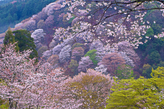 世界遺産 吉野山の春