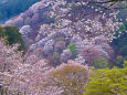 世界遺産 吉野山の春