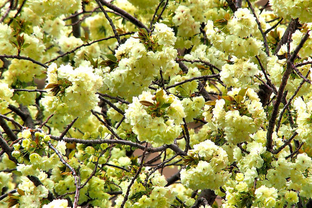 御衣黄桜