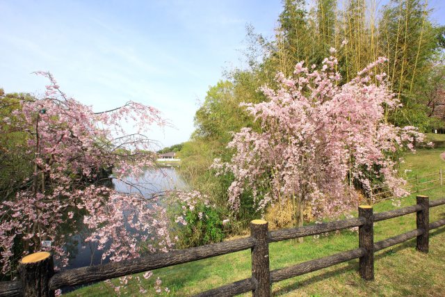 最後の枝垂れ桜