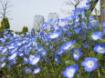 散歩道の花 1604-11-1