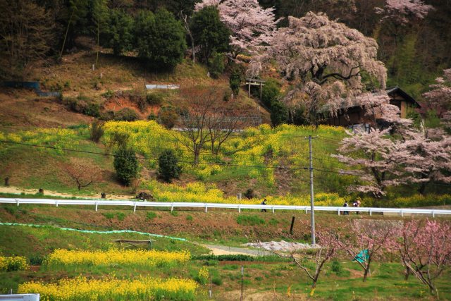 里山の春