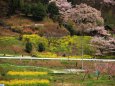 里山の春