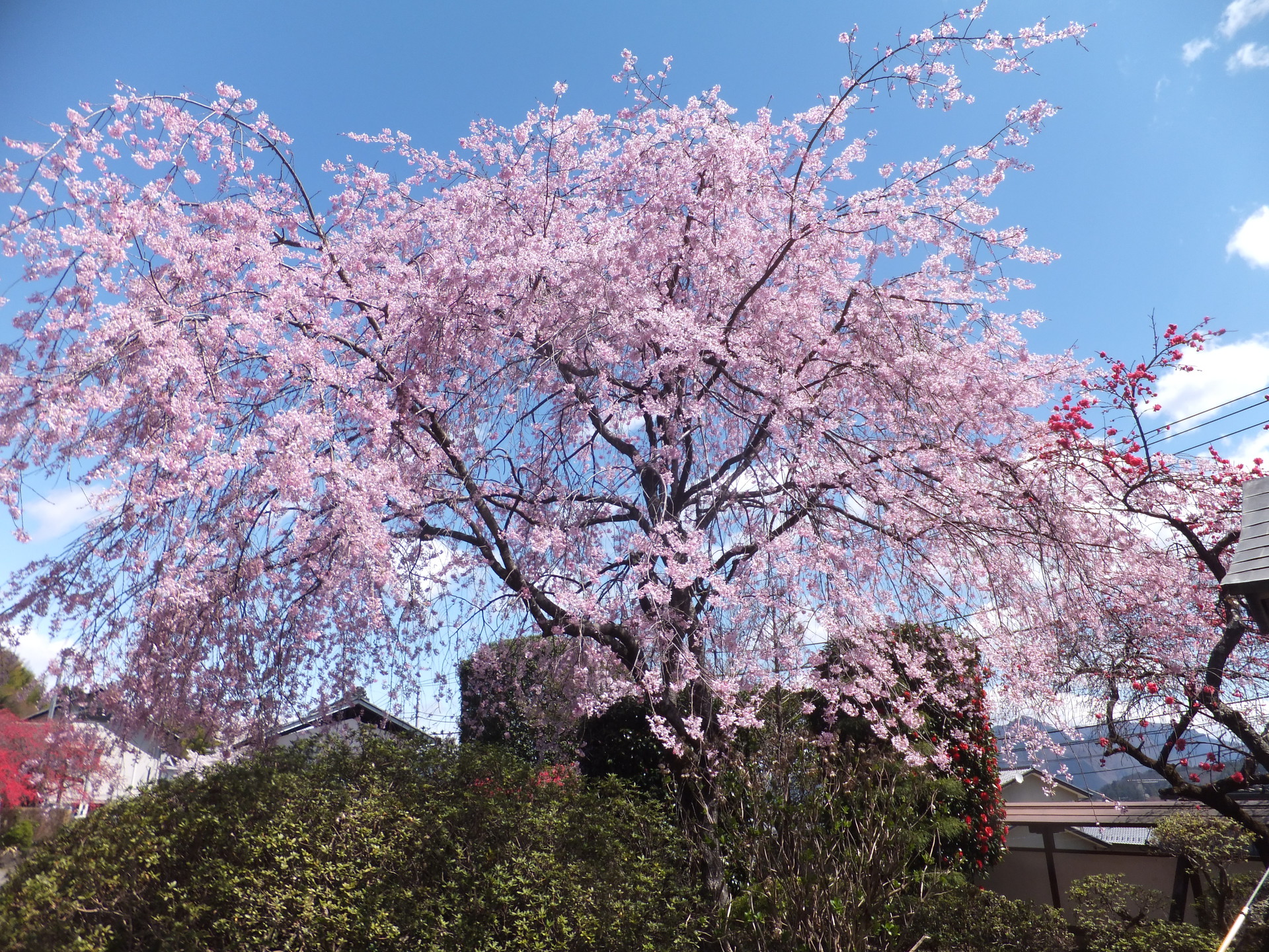 花 植物 桜満開 壁紙19x1440 壁紙館