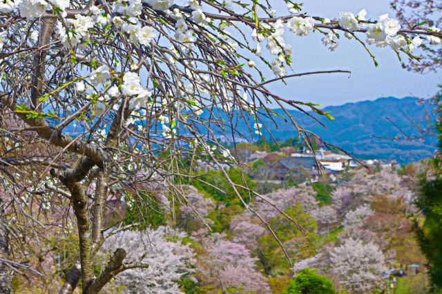 吉野山・中千本の桜