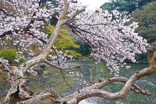 新宿御苑・ 水辺の桜