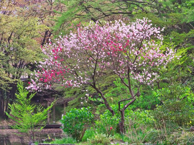 散歩道の花たち