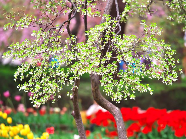 散歩道の花たち