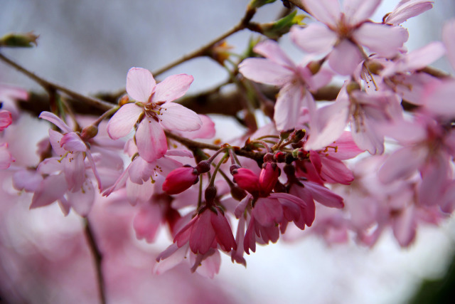 原谷苑の桜