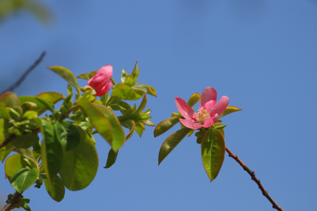 花梨の花