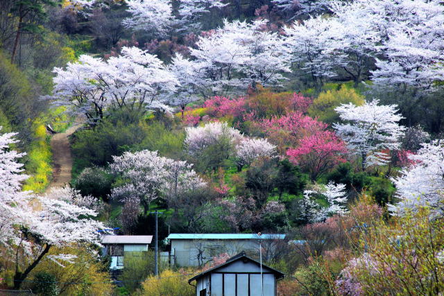 花見山