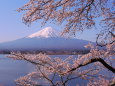 春の河口湖