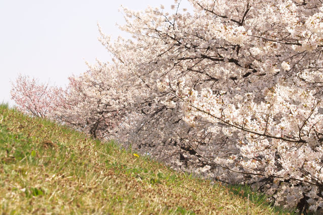 桜満開