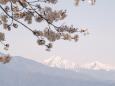 常念岳桜