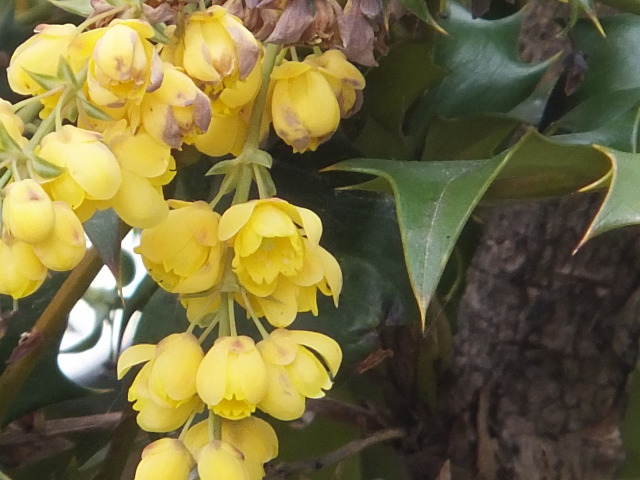 ヒイラギナンテン(柊南天)の花