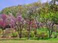 散歩道の花たち