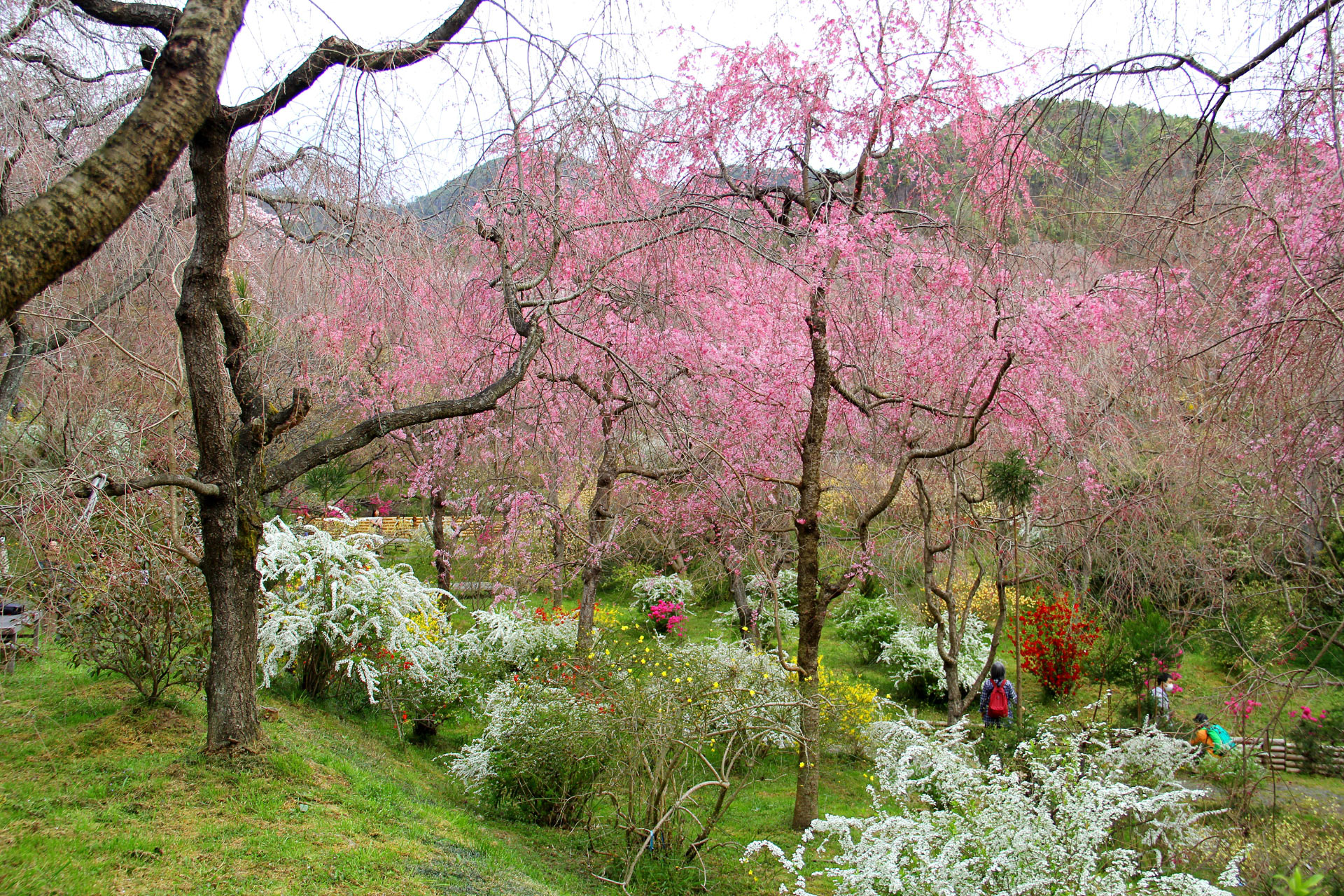 日本の風景 原谷苑 百花繚乱の春 壁紙19x1280 壁紙館