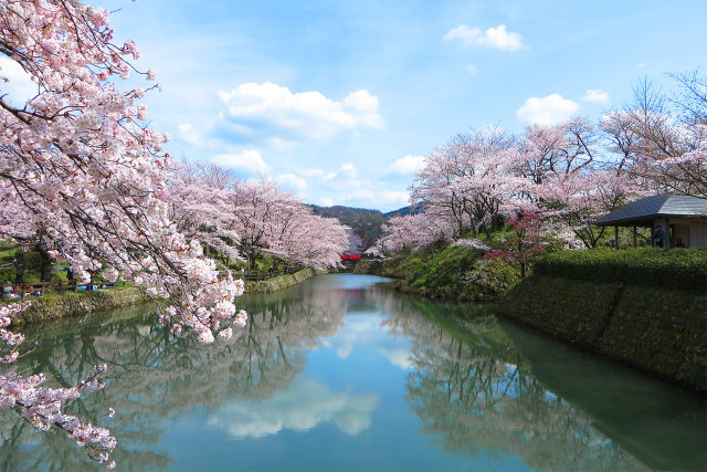 桜満開/鹿野城跡公園5