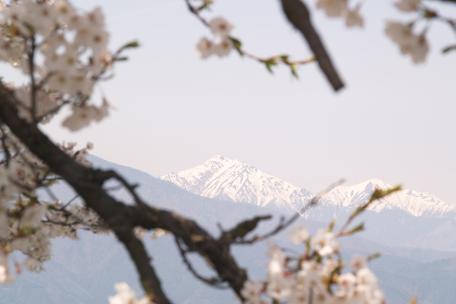 常念桜を眺めて