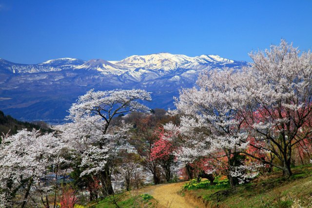 花見山からの眺望