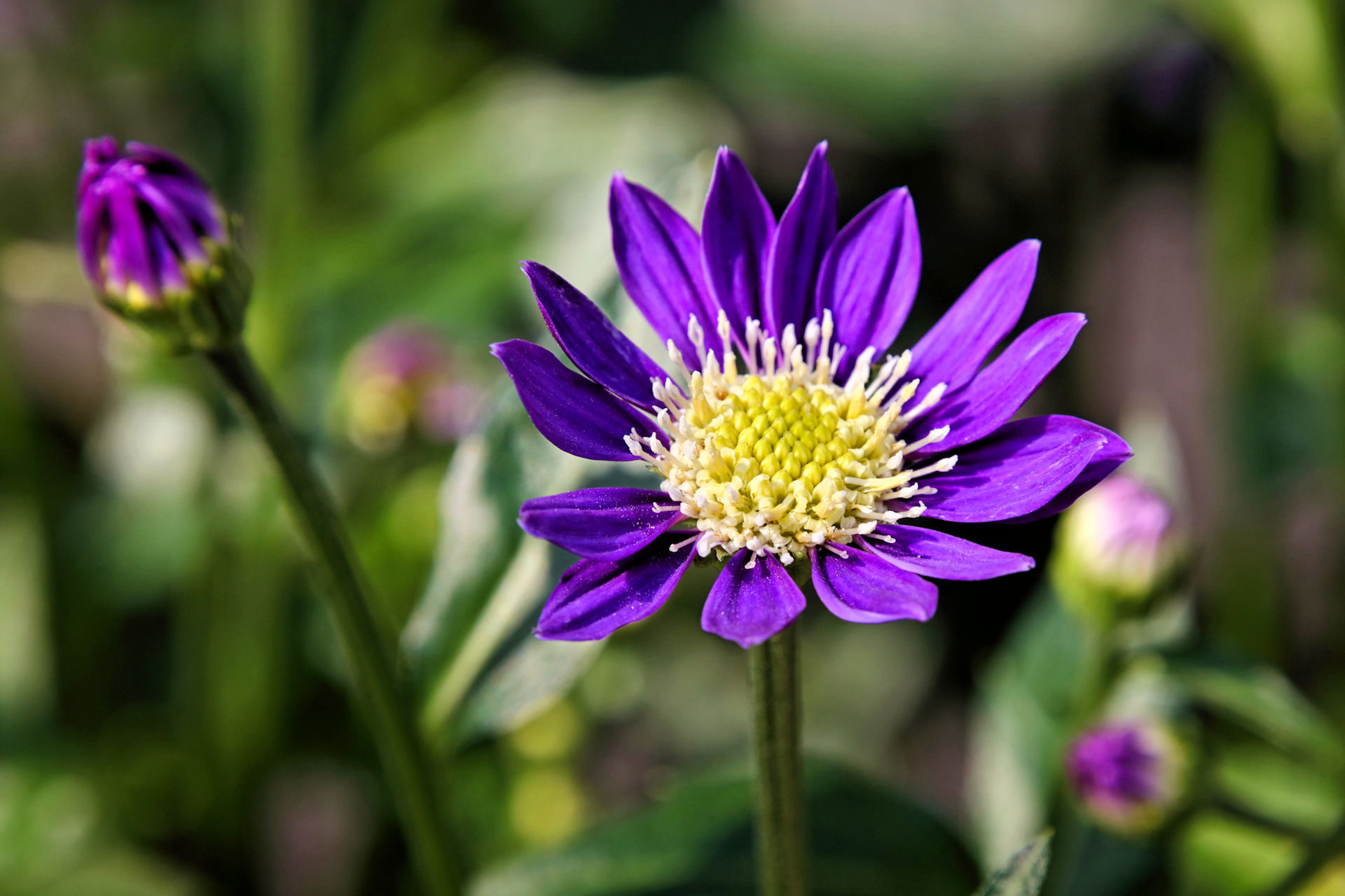 花 植物 ミヤコワスレ 壁紙19x1280 壁紙館