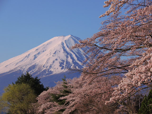 満開の桜と富士山