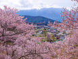 高遠の桜と中央アルプス