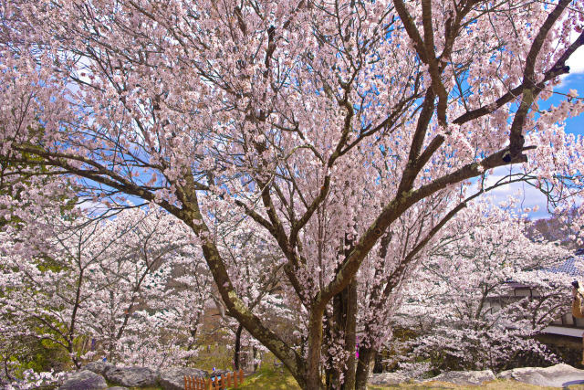 小諸城址懐古園・満開の桜