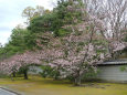 仁和寺・参道の桜