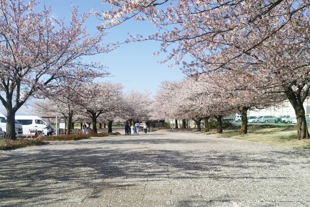 今井の桜満開