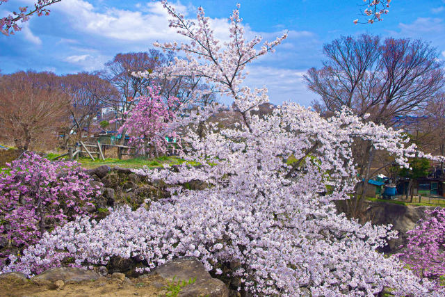 小諸城址懐古園