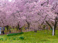 高遠城址の桜