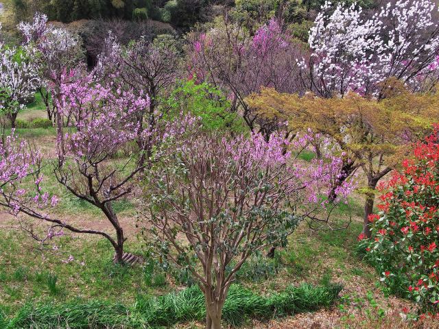 散歩道の花たち