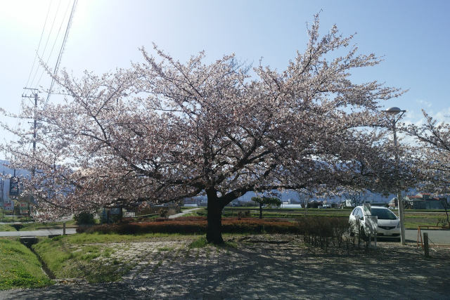 一本桜