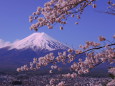 新倉浅間公園の桜