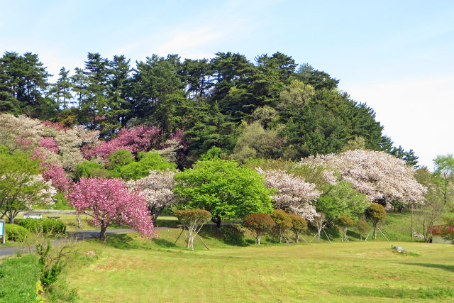 新緑と八重桜/青島