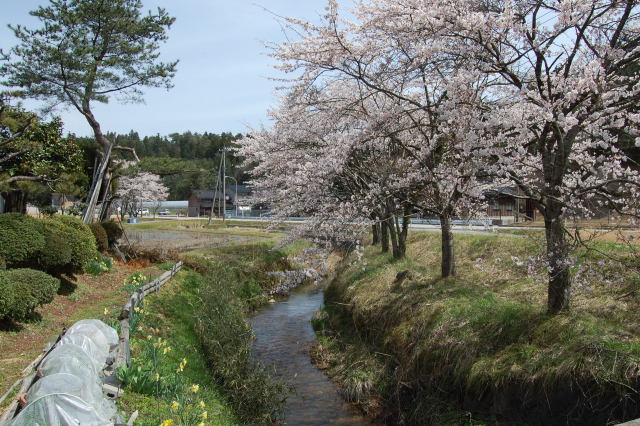 春の小川