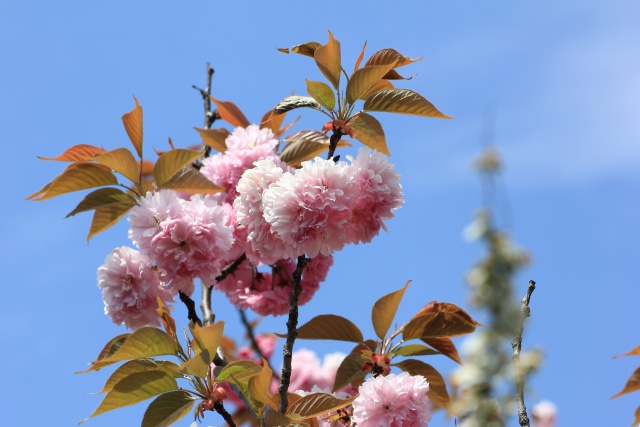 満開のぼたん桜