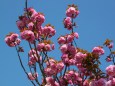 青い空に牡丹桜