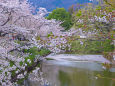 上田城址公園・堀割の桜