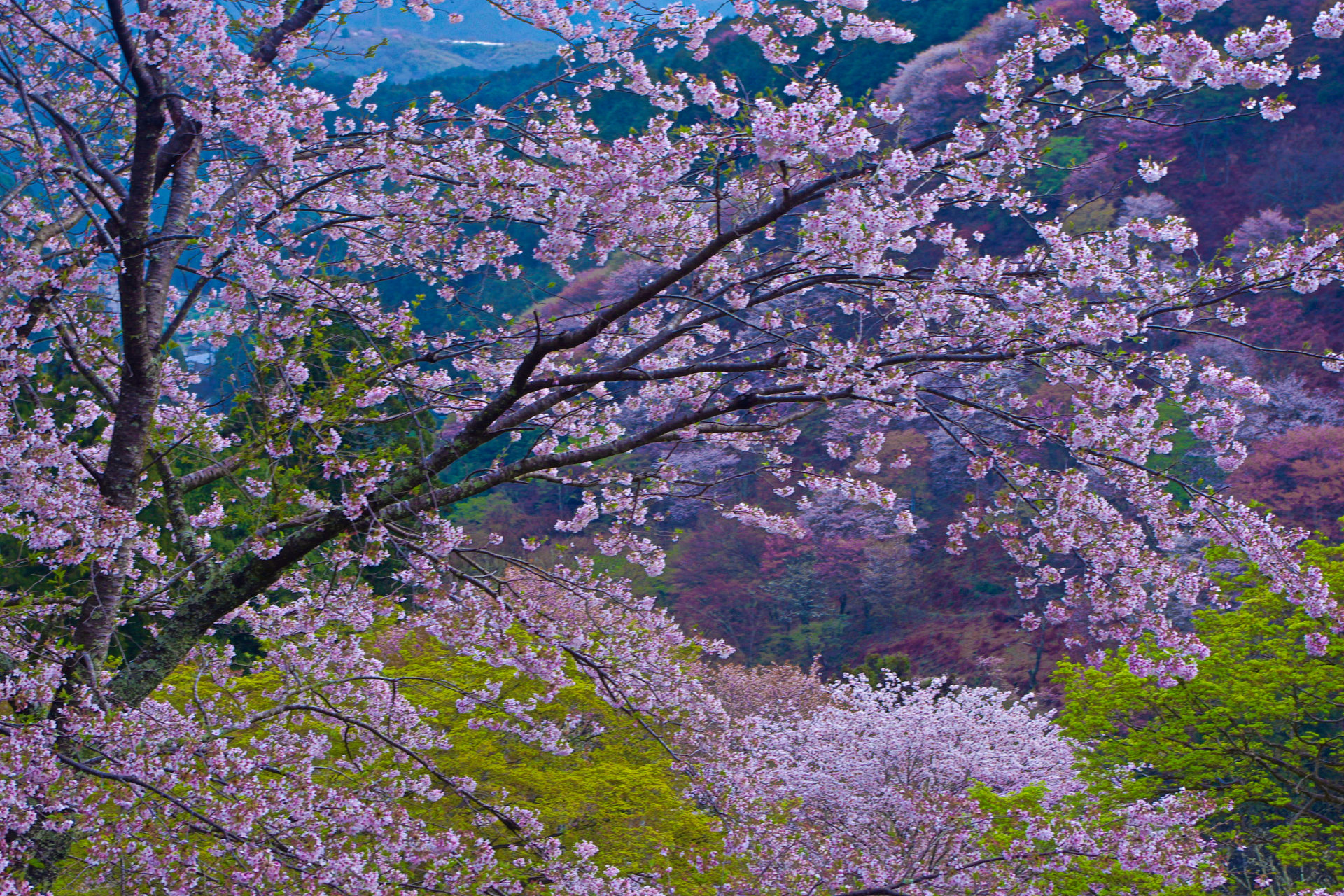 日本の風景 世界遺産 吉野山の春 壁紙19x1280 壁紙館