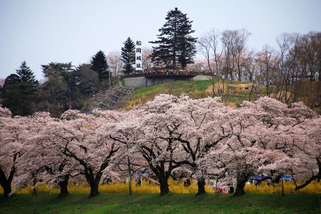 船岡城址と一目千本桜